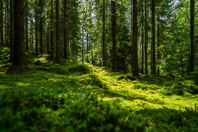 Grüner Wald mit Sonnenstrahl