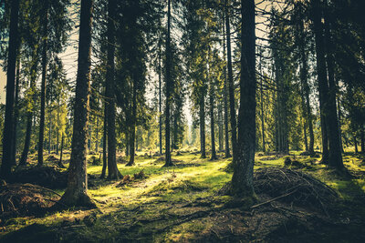 Grüner Wald mit Sonnenstrahl