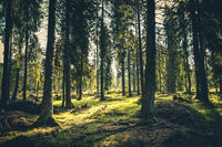 Grüner Wald mit Sonnenstrahl